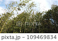 強風で揺れる竹林 109469834