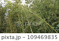 強風で揺れる竹林 109469835