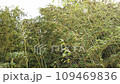 強風で揺れる竹林 109469836