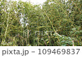 強風で揺れる竹林 109469837