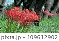 Scenery where red spider lily blooms 109612902