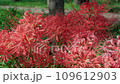 Scenery where red spider lily blooms 109612903