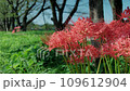 Scenery where red spider lily blooms 109612904