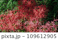 Scenery where red spider lily blooms 109612905