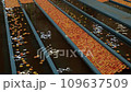 Apple Sorting Lines With Flow of Apples Through Water in Apple Sorting Flumes. Apples Being Washed, Sorted and Transported in Water Tank Conveyor. Apple Production and Postharvest Management of Apples 109637509