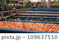 Modern Apple Processing Plant - Apple Grading and Sorting. Apples in Flumes Transported by Sort of Water Conveyor. Fruit Processing Plant Equipment and Machines. Postharvest Management of Apples. 109637510