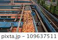 Postharvest Apple Processing in Modern Apple Processing Plant. Apples in Flumes Transported by Sort of Water Conveyor. Apple Washing, Grading and Sorting. Fruit Processing Plant Equipment and Machines 109637511