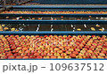Apple Sorting in Packing House Prior to Cold Storage or Distribution to Market. Apples Being Transported Through Water in Sorting Flumes at Fruit Processing Plant. Postharvest Management of Apples.	 109637512