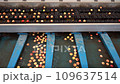 Apples On Sorting Conveyor Belt Coming Out of High Speed Optical Apple Grading and Sorting Machine. HD Cameras Inspect the External Quality of the Fruit. Fruit Processing Machinery. Apple Processing. 109637514