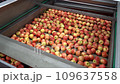 Apples on Production Line in Fruit Processing Plant. Fruit Processing Plant Equipment. Apple Processing in Packing House. Apple Production and Postharvest Management of Apples. 109637558