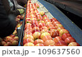 Packing House Workers Packing Fresh, Sorted and Waxed Apples on Packing Line Prior Distribution to Market. Fresh Apples in Environmentally Friendly Packaging. Apples in Consumer Units on Conveyor Belt 109637560