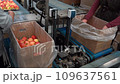 Two Female Packing House Workers Packing Fresh Apples Prior Distribution to Market. Apples in Consumer Units on Conveyor Belt in Fruit Packing House. Fruit Processing Equipment. 109637561