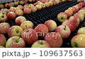 Delicious, Fresh, Shiny Apples Moving Along Conveyor Belt at Packing House. Apple Processing. Fruit Processing Equipment. Apple Production and Postharvest Management of Apples.	 109637563