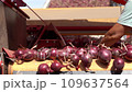 Female Seasonal Agricultural Worker Works on the Onion Grading and Sorting Line. Red Onions Falling Out From Onion Bulb Grading and Sorting Machine at Packing House. Onions Moving Along Conveyor Belt. 109637564