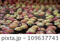 Fresh Apples Being Washed in Fruit Processing Plant - Rack Focus. Postharvest Management of Apples. Apple Receiving and Processing in Fruit Packing House.	 109637743