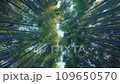 Moving shot of bamboo forest, low angle view 109650570