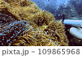 close up anemone diver unsharp in background 109865968