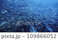 4k fish swarm in the blue ocean 109866052
