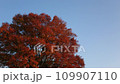 紅葉した大きなケヤキ	 109907110