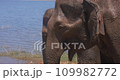 An elephants in a Udawalawe National Park of Sri Lanka 109982772