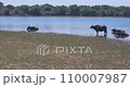 Wild buffalo escape from the heat in the lake in Udawalawe National Park 110007987