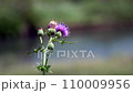 Thistle flowers 110009956