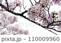 Cherry Blossom	 110009960