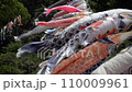 Carp streamer 110009961