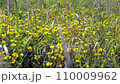 A flower 110009962