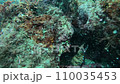 伊豆潛水時看到的風景 110035453