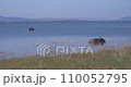 Wild buffalo and elephant escape from the heat in the lake in Udawalawe National Park 110052795