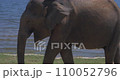 An elephant in a Udawalawe National Park of Sri Lanka 110052796