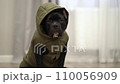 american bully dog sits in a jacket on the floor at home and waits to go outside. 110056909