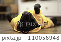 American bully lies on his back on the floor wearing a dog jacket 110056948