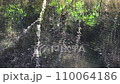Fluctuations in the waterfowl pond 110064186