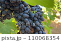 Ripe Grape Clusters on the Vineyard 110068354