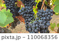 Ripe Grape Clusters on the Vineyard 110068356