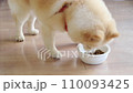 Pomeranian eating dog food 110093425