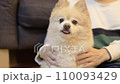 Pomeranian being petted 110093429