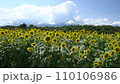 Beautiful sunflower field 110106986