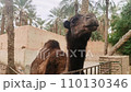 Camel in the zoo against the background of palm trees in Tozeur Tunisia 110130346