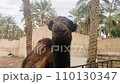 Camel in the zoo against the background of palm trees in Tozeur Tunisia 110130347