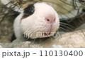 Guinea pig looking at the camera at the zoo 110130400