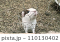 Guinea pig looking at the camera at the zoo 110130402