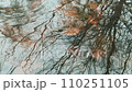 Reflection of The Tree without Leaves in Water with Circles on it at the Beginning and Calm Surface at the End of Media. Slow Motion Video. 110251105