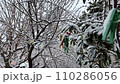 snow covered colorful pegs, clothespins on icy clothesline in garden in winter 110286056