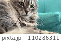 portrait of a tabby cat looking at camera, 4k video 110286311