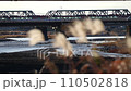 河川と鉄橋とすすき 110502818