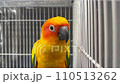 parrot sits in a cage and looks into the camera 110513262
