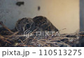 mother of bird warming newborn in eggs on net at human home 110513275